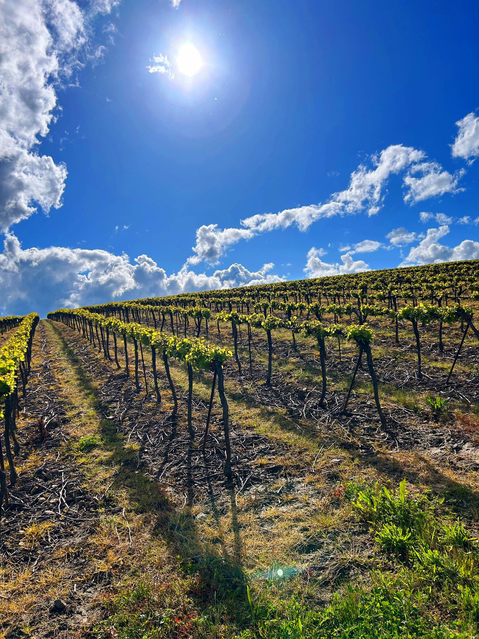 Vignoble Nantais